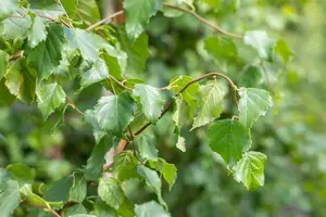 Betula pendula - 250-300 CM C70 - image 5
