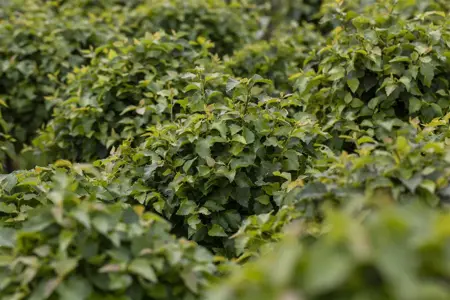 Betula pendula 'Magical Globe'? - STEM 180 CM, GIRTH 6-8 CM C15 - image 4