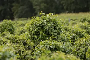 Betula pendula 'Magical Globe'? - STEM 180 CM, GIRTH 6-8 CM C15 - image 5