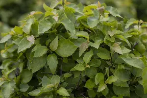 Betula pendula 'Magical Globe'? - 1/2 STDS C25 - image 1