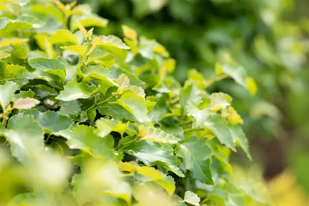 Betula pendula 'Magical Globe'? - 150 CM STEM C12 - image 4