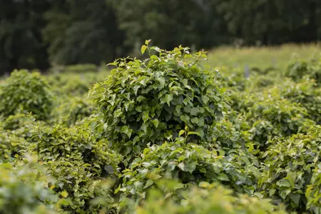 Betula pendula 'Magical Globe'? - STEM 225 CM, GIRTH 8-10 CM RB - image 3