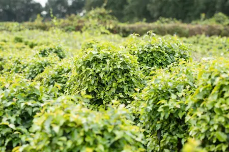 Betula pendula 'Magical Globe'? - STEM 225 CM, GIRTH 8-10 CM RB - image 5