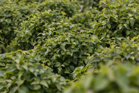 Betula pendula 'Magical Globe'? - STEM 225 CM, GIRTH 10-12 CM RB - image 2