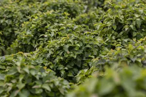 Betula pendula 'Magical Globe'? - STEM 225 CM, GIRTH 10-12 CM RB - image 2