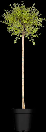 Betula pendula 'Magical Globe'? - STEM 180 CM, GIRTH 8-10 CM C20 - image 2