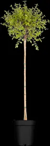Betula pendula 'Magical Globe'? - STEM 180 CM, GIRTH 8-10 CM C20 - image 2