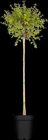 Betula pendula 'Magical Globe'? - 1/2 STEM C60 - image 2