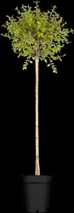 Betula pendula 'Magical Globe'? - 1/2 STEM C60 - image 2