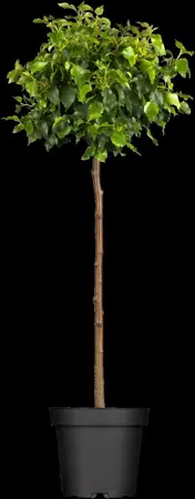 Betula pendula 'Magical Globe'? - STEM 180 CM, GIRTH 8-10 CM C20 - image 1