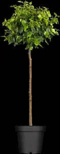 Betula pendula 'Magical Globe'? - 1/2 STEM C60 - image 5