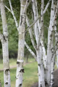 Betula pubescens - STDS 6-8 CM RB