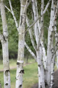 Betula pubescens - 50-60 CM C2 - image 1
