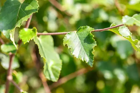 Betula pubescens - 40-60 CM P9 - image 2