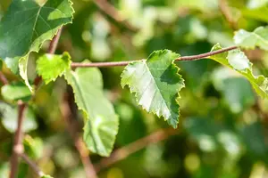 Betula pubescens - 40-60 CM P9 - image 2