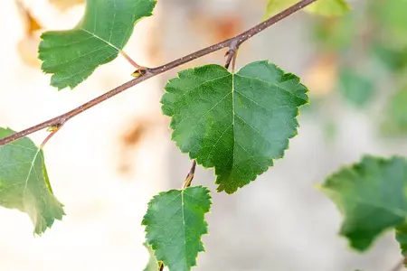 Betula pubescens - 40-60 CM P9 - image 3