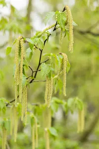 BETULA SNOW QUEEN
