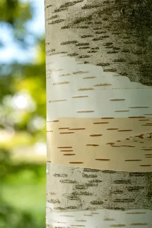 BETULA SNOW QUEEN 12L - image 3