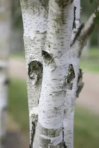 Betula utilis - 250-300 CM C20 - image 3