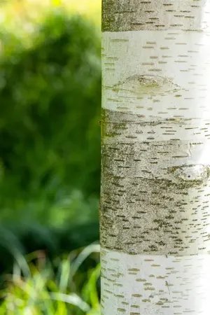 Betula utilis - 250-300 CM C20 - image 5