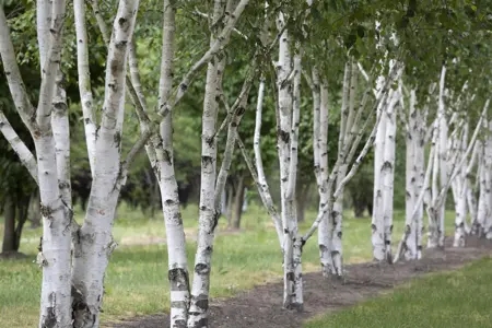 BETULA UTILIS 15L - image 2