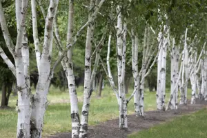 BETULA UTILIS 15L - image 2