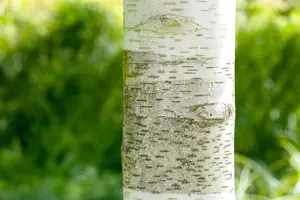 BETULA UTILIS 15L - image 4