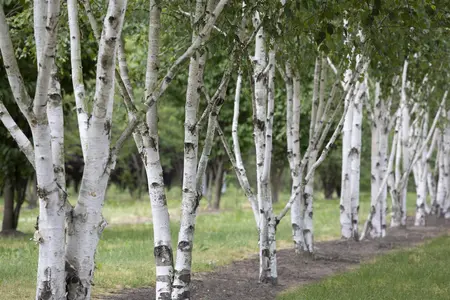 Betula utilis - STD 8-10 CM CONT     - image 2