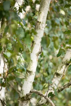 Betula utilis 'Doorenbos' - SOLITAIR 200-250 CM C35 - image 3