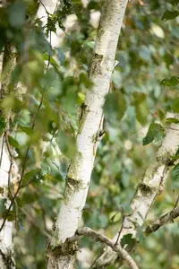 Betula utilis 'Doorenbos' - MULTISTEM 150-175 CM C40 - image 3