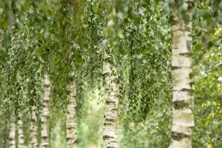 Betula utilis 'Doorenbos' - SOLITAIR 200-250 CM C35 - image 5