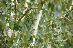 Betula utilis 'Doorenbos' - SOLITAIR 250-300 CM C35 - image 2