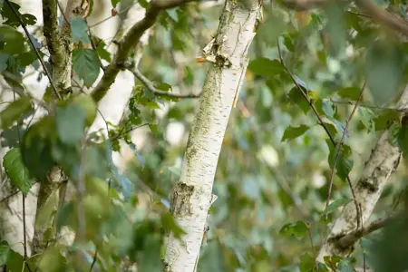 Betula utilis 'Doorenbos' - SOLITAIR 250-300 CM C35 - image 4