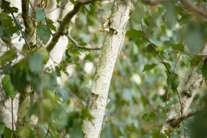 Betula utilis 'Doorenbos' - SOLITAIR 250-300 CM C35 - image 4