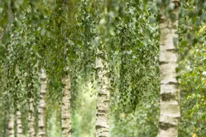 Betula utilis 'Doorenbos' - SOLITAIR 250-300 CM C35 - image 5