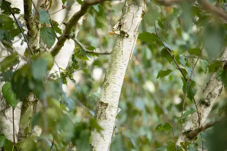 Betula utilis 'Doorenbos' - MULTISTEM 150-175 CM C40 - image 4