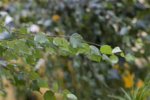 Betula utilis 'Doorenbos' - STD 10-12 CM FTH. CONT - image 5