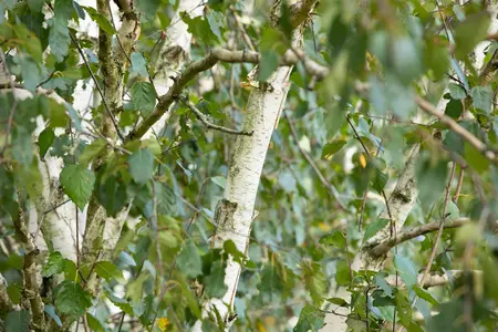 Betula utilis 'Doorenbos' - SOLITAIR 200-250 CM C25 - image 1