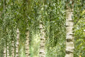 Betula utilis 'Doorenbos' - SOLITAIR 200-250 CM C25 - image 4