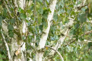 Betula utilis 'Doorenbos' - SOLITAIR 200-250 CM C25 - image 5