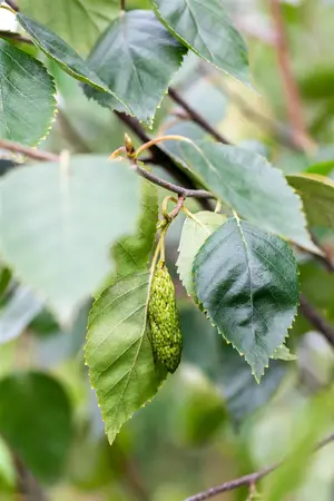 Betula utilis jacquemontii - MULTISTEM 200-250 CM C70 - image 3
