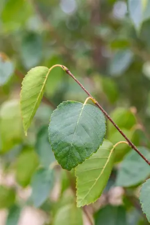 Betula utilis jacquemontii - MULTISTEM 200-250 CM C70 - image 5