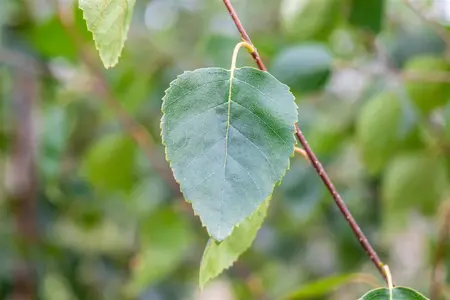 Betula utilis jacquemontii - MULTISTEM 200-250 CM C70 - image 1