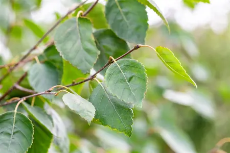 Betula utilis jacquemontii - MULTISTEM 200-250 CM C70 - image 2