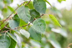 Betula utilis jacquemontii - MULTISTEM 200-250 CM C70 - image 2