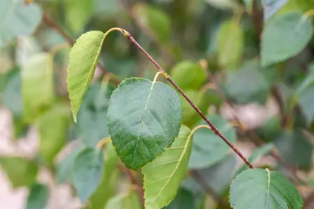 Betula utilis jacquemontii - 400-450 CM C35 - image 4