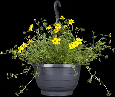 BIDENS 6*9cm - image 2