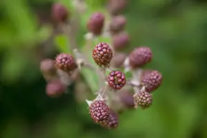 BLACKBERRY BEDFORD GIANT 3L - image 5