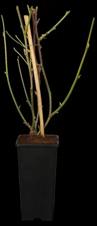 BLACKBERRY BEDFORD GIANT 3L - image 1