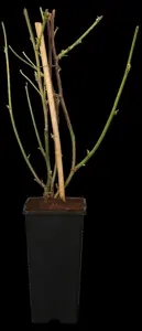 BLACKBERRY BEDFORD GIANT 3L - image 1